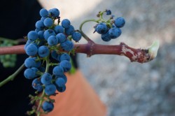 A grape vine after being eaten by the "Phantom Goat."