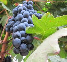 Bobal grape variety