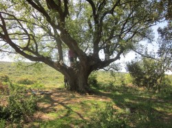 wine pleasures roure d'ancosa