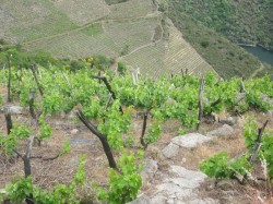 wine pleasures ribeira sacra
