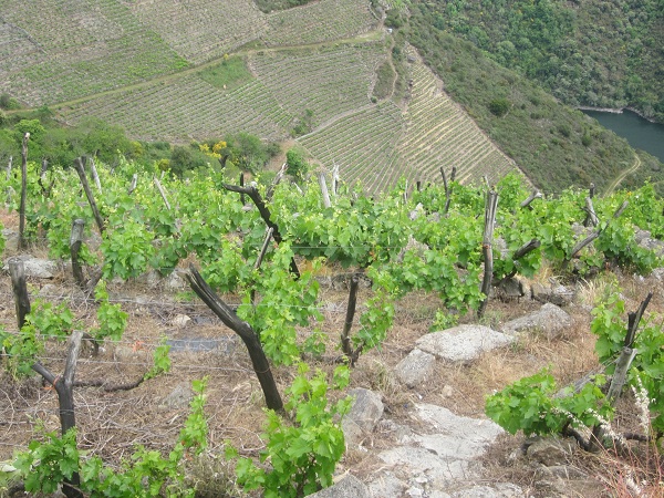 Why Ribeira Sacra Wines are so Steep