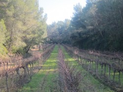 Wine Pleasures visits Finca Valdoserra 1