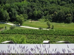 Wine Pleasures visits the Kozlovic winery, Istria, Croatia
