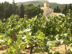 Wine Pleasures visits Albet i Noya 50 Great Cavas 2012