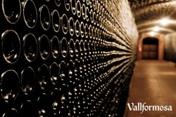 Wine Pleasures visits 50 Great Cava Vallformosa