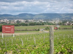 Vallformosa 50 Great Cavas 2012 - a Wine Pleasures visit
