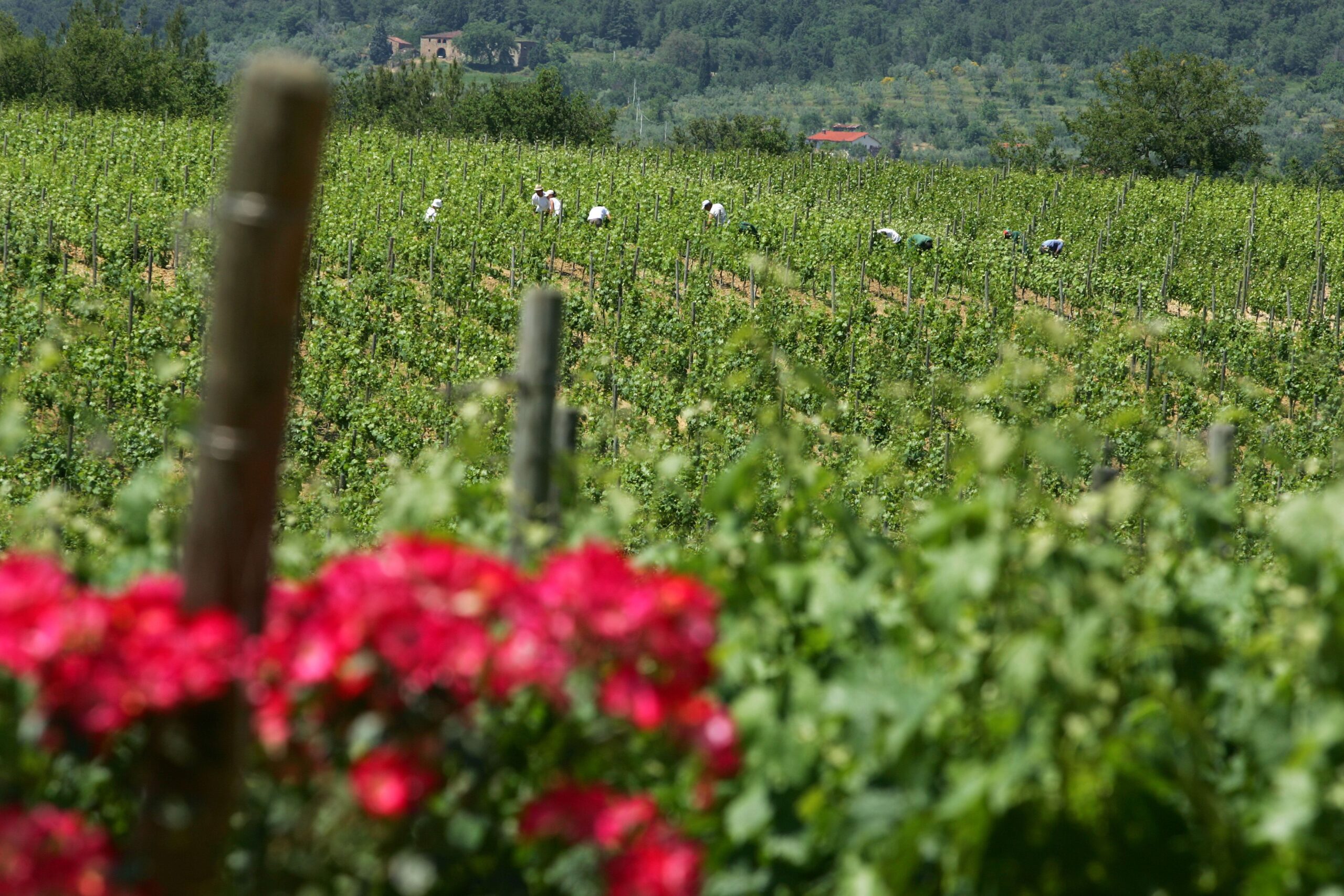 Tuscany is on the ball when it comes to Wine & Tourism! Read Why