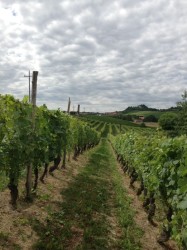 Cascina del Pozzo back for another Wine Pleasures Workshop 