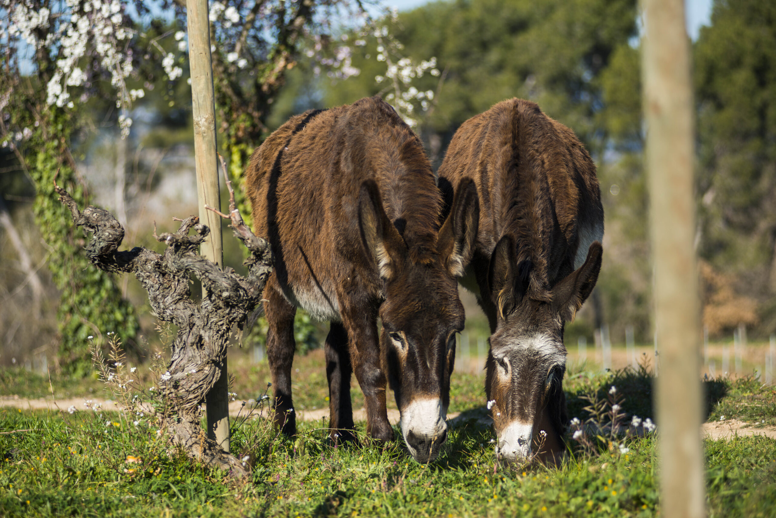 Biodynamic Wine – Is it really better?