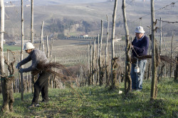Agnes Fratelli 50 Great Sparkling Wines of the World