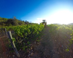 Wine Plesures 50 Great Cava country bike tour