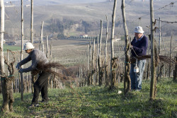 Agnes Fratelli 50 Great Sparkling Wines of the World