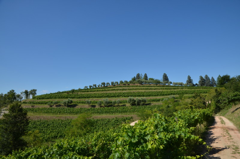 Fattoria Eolia 50 Great Sparkling Wines of the World