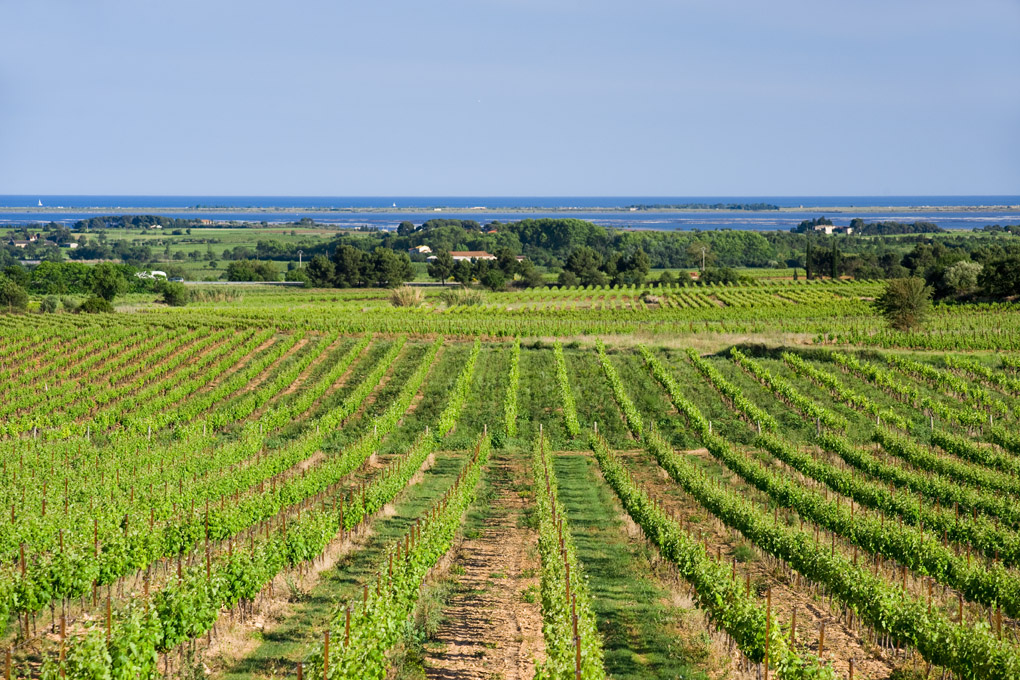 Great Sparkling Wine by the Sea from Les Caves Richemer